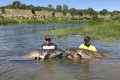 deux gros silures du Rhone pour Tristan et Quentin de la Team Sakura 8-min