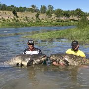 deux gros silures du Rhone pour Tristan et Quentin de la Team Sakura 8-min