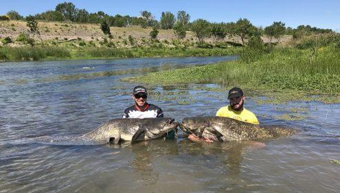 deux gros silures du Rhone pour Tristan et Quentin de la Team Sakura 8-min