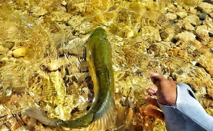 Le Maroc et ses pêcheurs de bass font de gors effort pour préserver cette espèce en pratiquant le catch and release