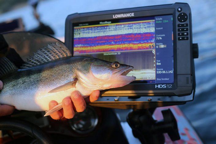 sandre repéré au sondeur Lowrance et pris par un leurre sakura-min