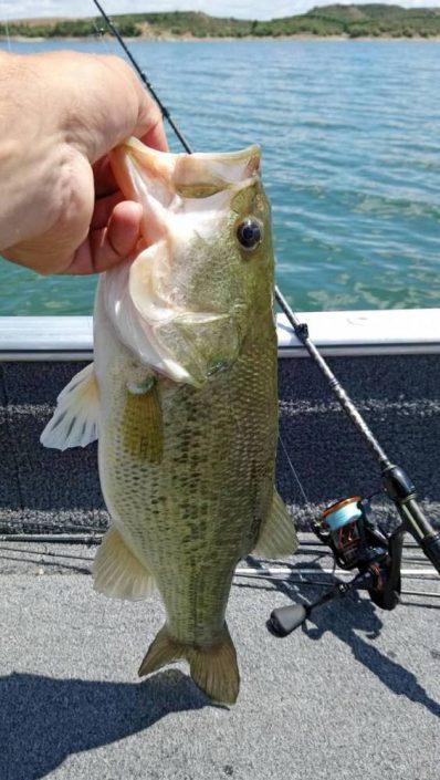 black-bass-pris-au-wacky-worm_7-min