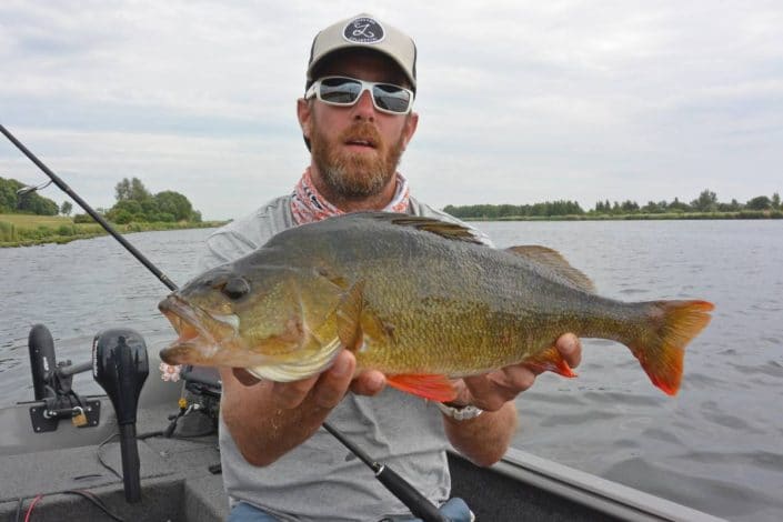 good perche caught with a biwaa deus shad in canal