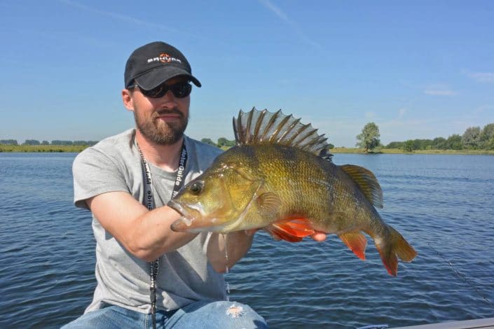 grosse perche prise au shad à vue par josselin mouchene team sakura en hollande