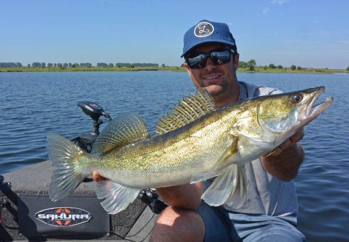 nice zander caught in holland by benoit claverie team sakura