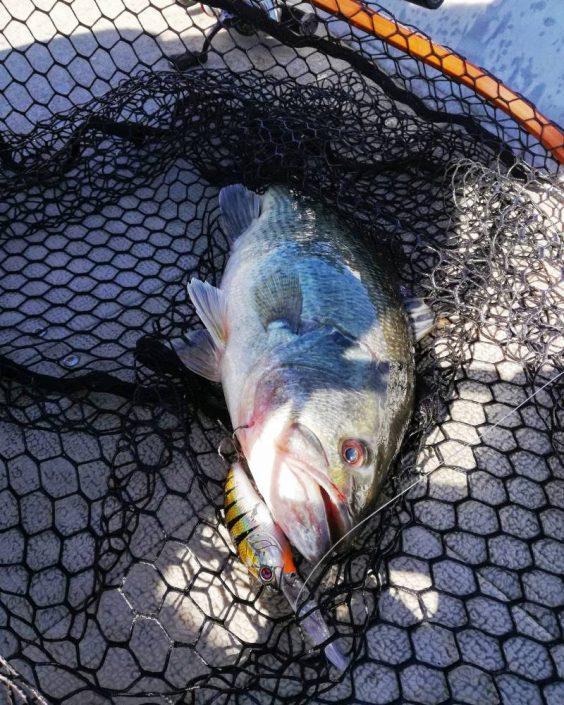bass pris au SCB 400 F Bronze Perch en Espagne sur Alcantara