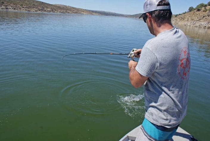 Trinis 701MH crankbait spinnerbait special in action