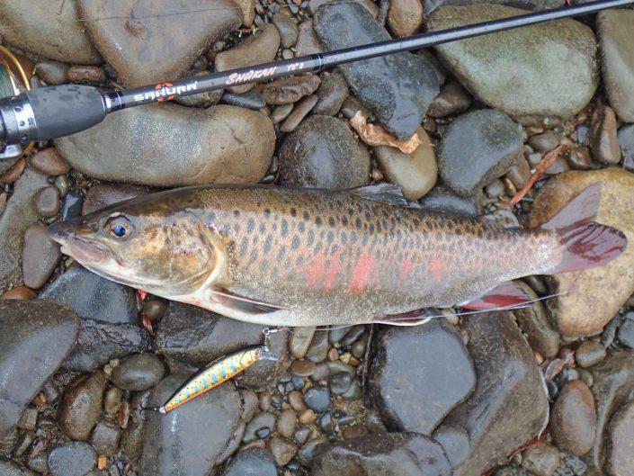 lenook trout on phoxy minnow hw 72 S golden trout