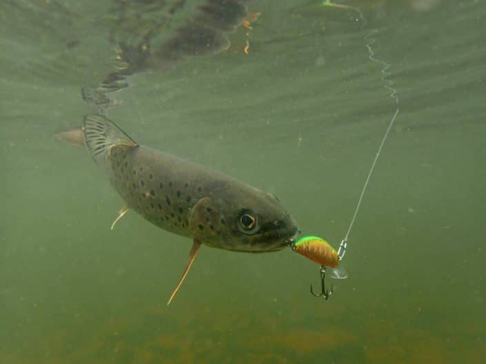 pêche anventure lenook trout on SAKURA Phoxy Minnow HW