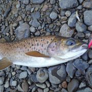 Truite Lenook prise sur un Phoxy Minnow HW 72S