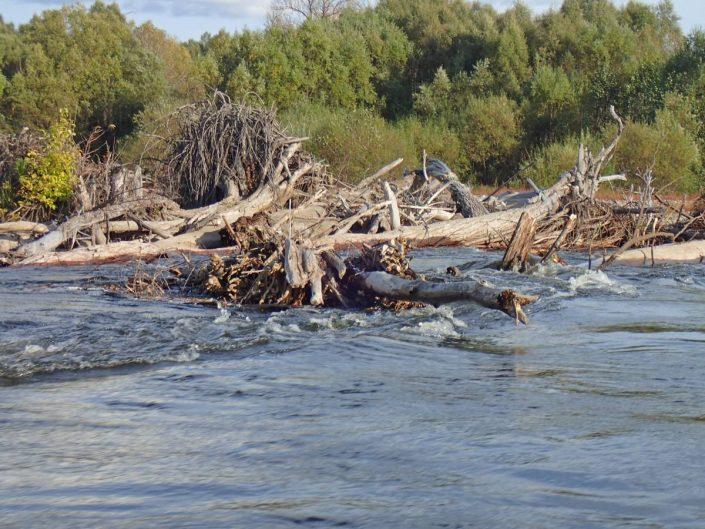 enchevêtrement de bois sur la rivière