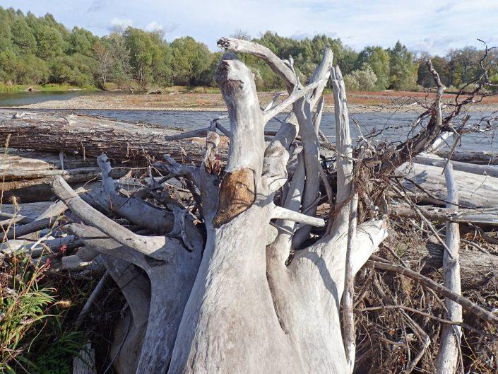 bois mort sur la rivière