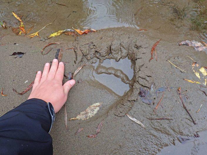 trace de patte d'ours sur une plage de la rivière