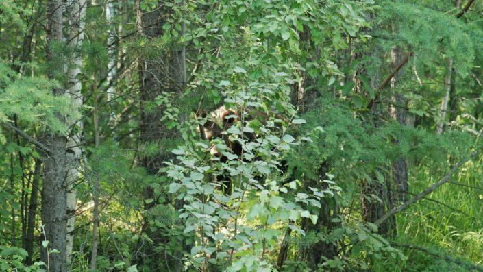 Hidden bear while I was fishing 