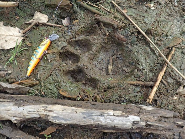 empreinte de tigre sur les berges de la riviere