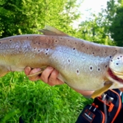 truite fario au L16 Shad Sakura_2
