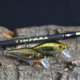 chopsy minnow 2021
