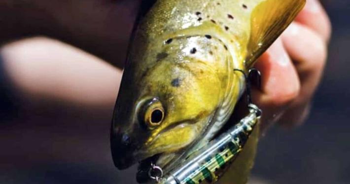 truite-phoxy-minnow-sakura-11