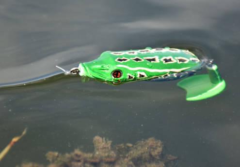 grenouille bubble-frog-Sakura