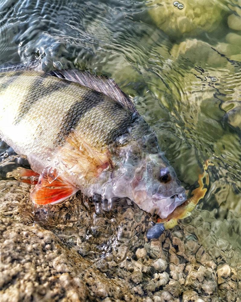 Meilleur leurre souple brochet - 10 leurres souples pour pêcher le brochet