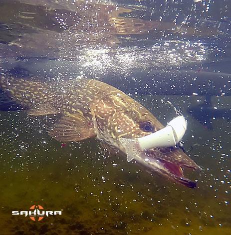 Glide bait articulé S-SHINER SAKURA - Pêche aux leurres