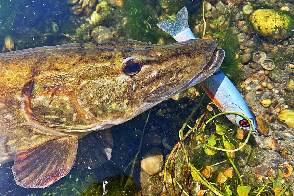 Glide bait articulé S-SHINER SAKURA - Pêche aux leurres