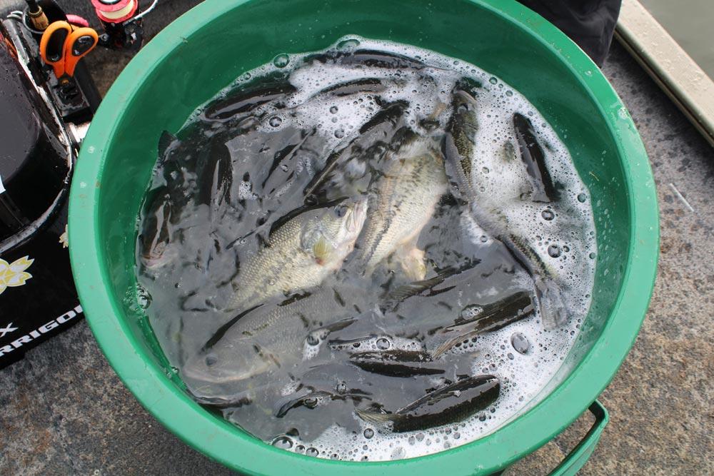 alevinage-black-bass-en-aveyron-avec-Sakura_3