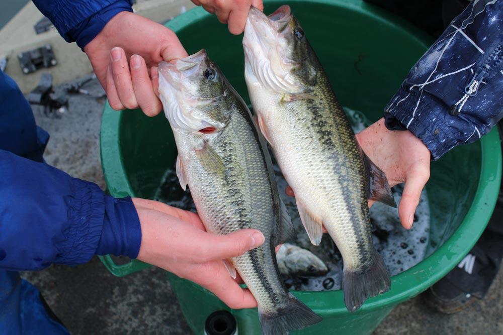 alevinage-black-bass-en-aveyron-avec-Sakura_6