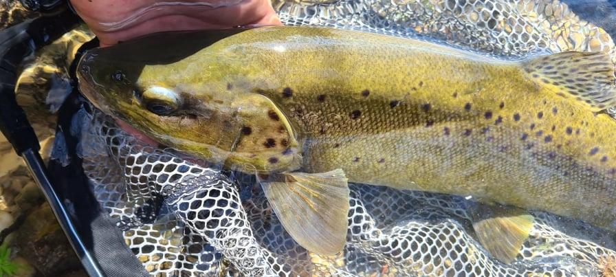 La pêche de la truite au leurre en réservoir, une bonne option durant la  fermeture ! - DPSG