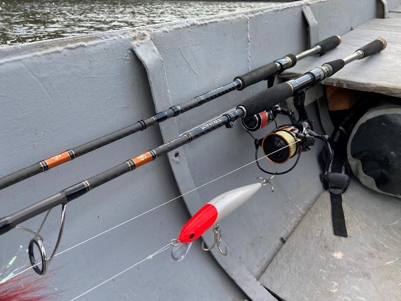 Cannes et moulinets Sakura face aux Peacock Bass d'Amazonie