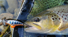 Ambiance-Phoxy-Spybait-Sakura