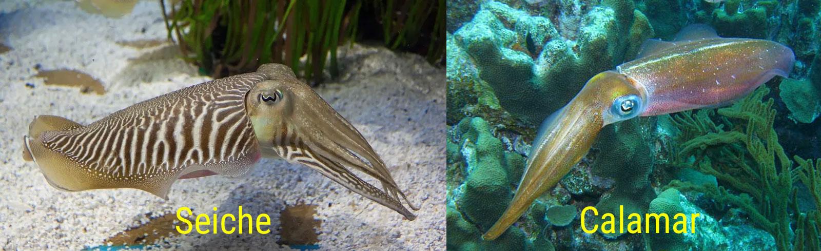 Comparaison-seiche-vs-calamar