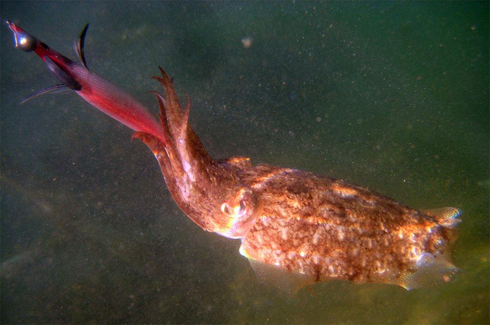 Prise-d'une-seiche-à-la-turlutte