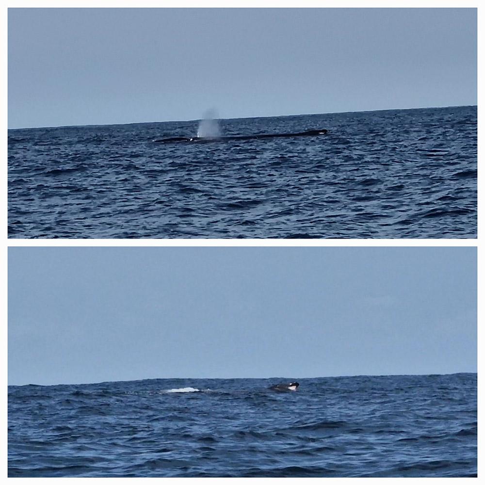 Baleine à bosse