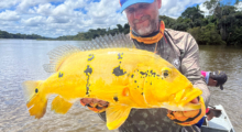 Eric Espy Sakura Pro Staff et Peacock bass