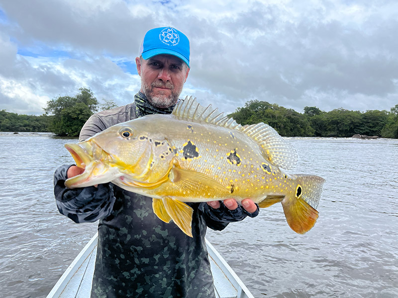 Peacock bass