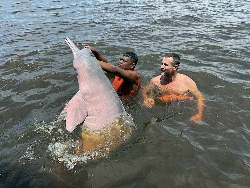 Dauphin d'eau douce au Brésil