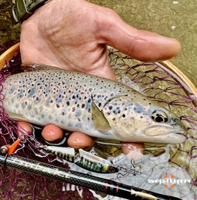 ambiance-jointed-phoxy-minnow-truite-Sakura