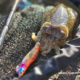 ambiances-turlutte-Sakura-Stingray-Dart