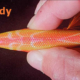 Stingray-Soft-body-detail