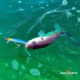ambiance-bulwip-minnow