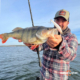 ambiance-bulwip-minnow-perche