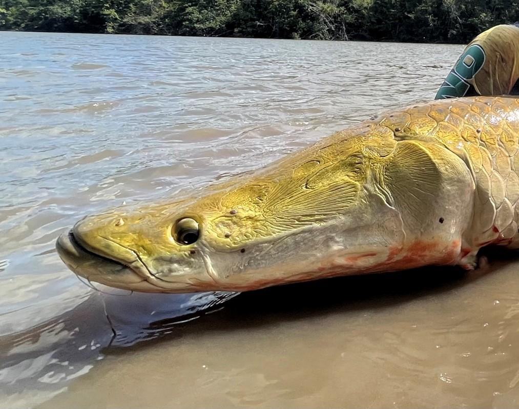 peche arapaima guyana sakura_1