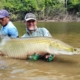 peche arapaima guyana sakura_13