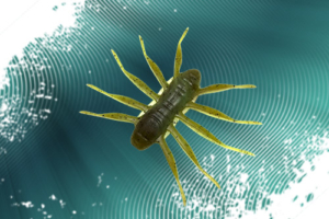 Vignette_Transition_Bofu55-Baum