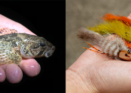 comparatif-chabio-et-chabot