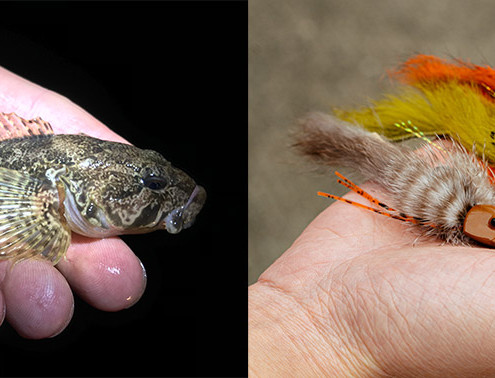 comparatif-chabio-et-chabot